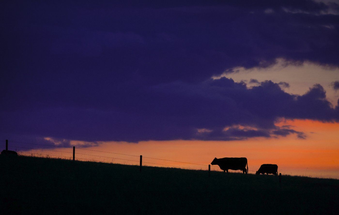 Farm Credit Canada says the value of Canadian farmland rose 11.5 per cent in 2023. Cattle graze at sunset near Cochrane, Alta., Thursday, June 8, 2023.THE CANADIAN PRESS/Jeff McIntosh Farm Credit Canada says the value of Canadian farmland rose 11.5 per cent in 2023. Cattle graze at sunset near Cochrane, Alta., Thursday, June 8, 2023.THE CANADIAN PRESS/Jeff McIntosh